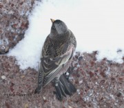 819A8163Black_Rosy-finch
