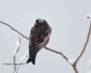 819A8206Black_Rosy-finch