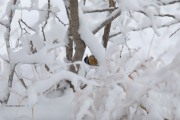 819A8217Red-breasted_Nuthatch