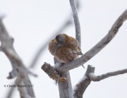 819A8235Gray-crowned_Rosy-finch