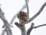 819A8239Gray-crowned_Rosy-Finch