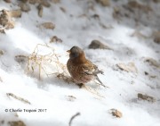 819A8249Gray-crowned_Rosy-Finch