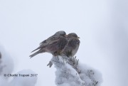 819A8270Black_Rosy-Finch