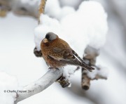 819A8283Gray-crowned_Rosy-Finch