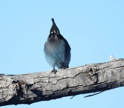 819A8307Steller's_Jay