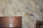 819A8313Canyon_Towhee