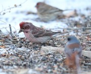 819A8341Cassin's_Finch