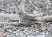 819A8361Song_Sparrow_Sante_Fe_New_Mexico