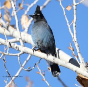 819A8369Steller's_Jay