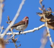 819A8405Cassin's_Finch