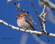 819A8415Cassin's_Finch