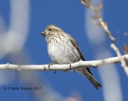 819A8429Cassin's_Finch