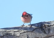819A8438Cassin's_Finch