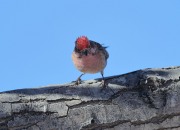 819A8439Cassin's_Finch