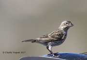 819A8483Cassin's_Finch