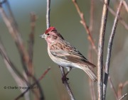 819A8491Cassin's_Finch