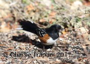 819A8528Spotted_Towhee