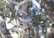 819A8547Juniper_Titmouse