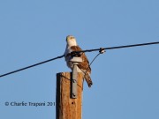819A8564Ferruginous_Hawk