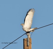 819A8565Ferruginous_Hawk