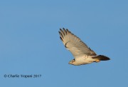 819A8576Ferruginous_Hawk