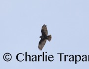 819A8616Harlan's_Red-tailed_Hawk