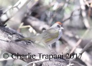 819A8635Green-tailed_Towhee