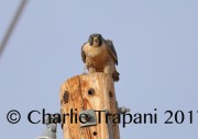 819A8641Peregrine_Falcon