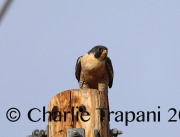819A8645Peregrine_Falcon