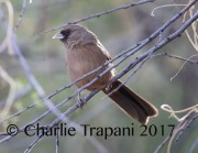 819A8659Abert's_Towhee