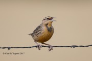 819A8667Lilian's_Eastern_Meadowlark