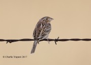 819A8681Grasshopper_Sparrow