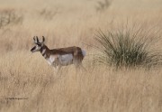 819A8685Pronghorn