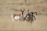 819A8704Pronghorn