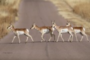 819A8720Pronghorn