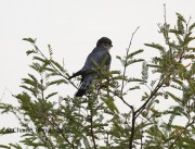819A8737Merlin_Sonoita