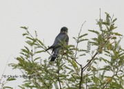 819A8745Merlin