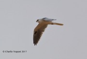 819A8804White-tailed_Kite