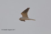 819A8808White-tailed_Kite