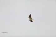 819A8813White-tailed_Kite