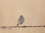 819A8824Savannah_Sparrow
