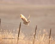 819A8937Short-eared_Owl