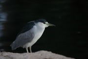 819A8945Black-crowned_Night-heron