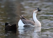 819A8957Goose