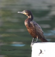 819A9016Neotropic_Cormorant
