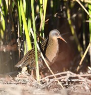 819A9104Virginia_Rail