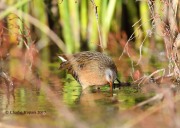 819A9124Virginia_Rail