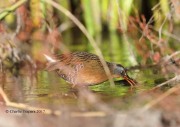 819A9127Virginia_Rail