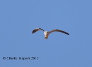 819A9182White-tailed_Kite