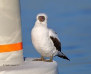 819A9266Nazca_Booby